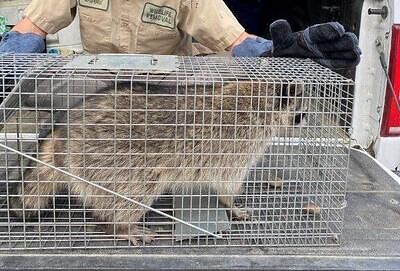 Salt Lake City raccoon trapping